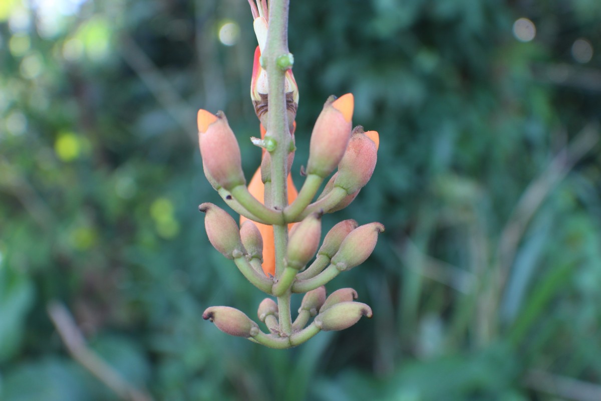 Erythrina fusca Lour.